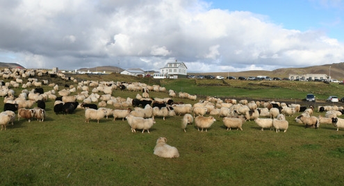 Þórkötlustaðarétt