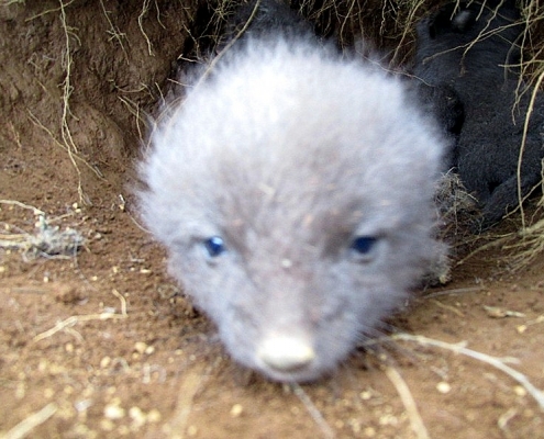 Vogaheiði