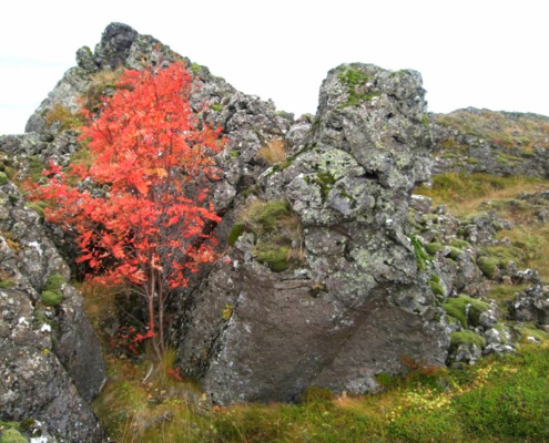 Garðahraun