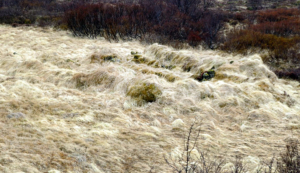 Þórhallsstaðir