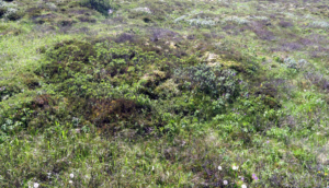 Litla-Hraunntún