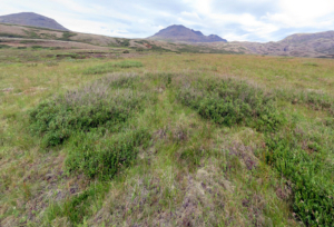 Grímastaðir