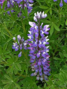 Lúpína