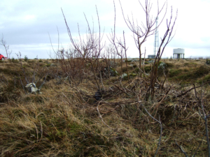 Hvalsnesleiðin forna