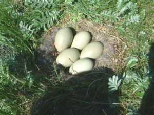 Æðaregg