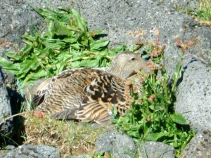Æðarkolla