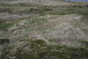 Stóra-Botnssel