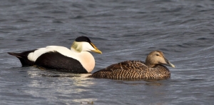 Æðakollur