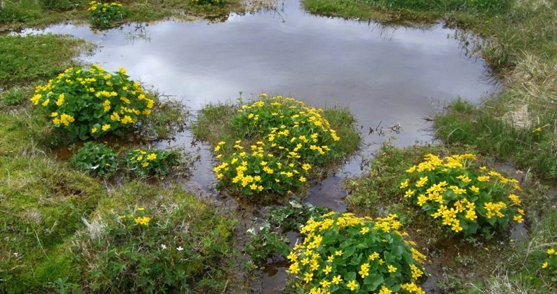 Urriðakot