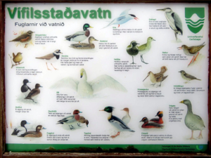Vífilsstaðavatn