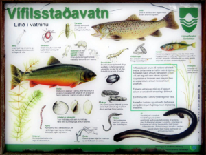 Vífilsstaðavatn
