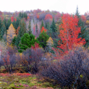 Haust-Vatnsleysuströnd-okt 2025-pan-8 Sléttuhlíð
