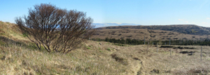 Bláberjahryggur
