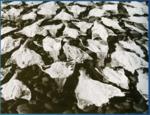 Saltfiskur