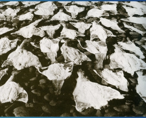 Saltfiskur