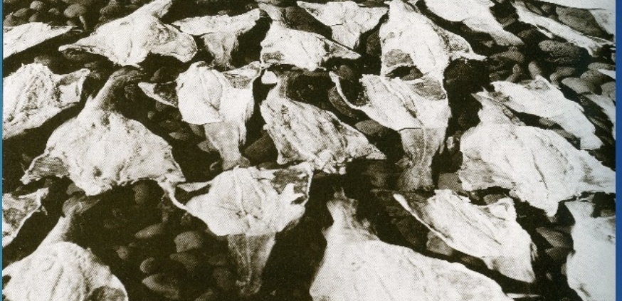 Saltfiskur