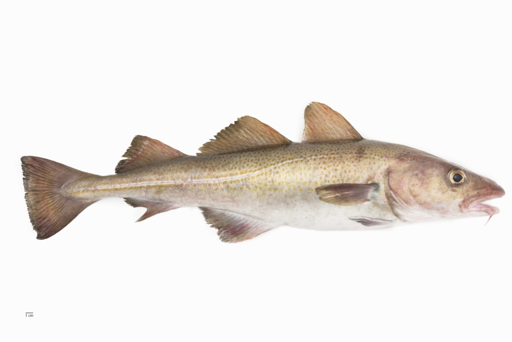 Þorskur