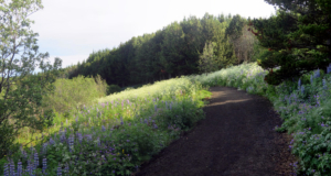 Hvaleyrarvatn